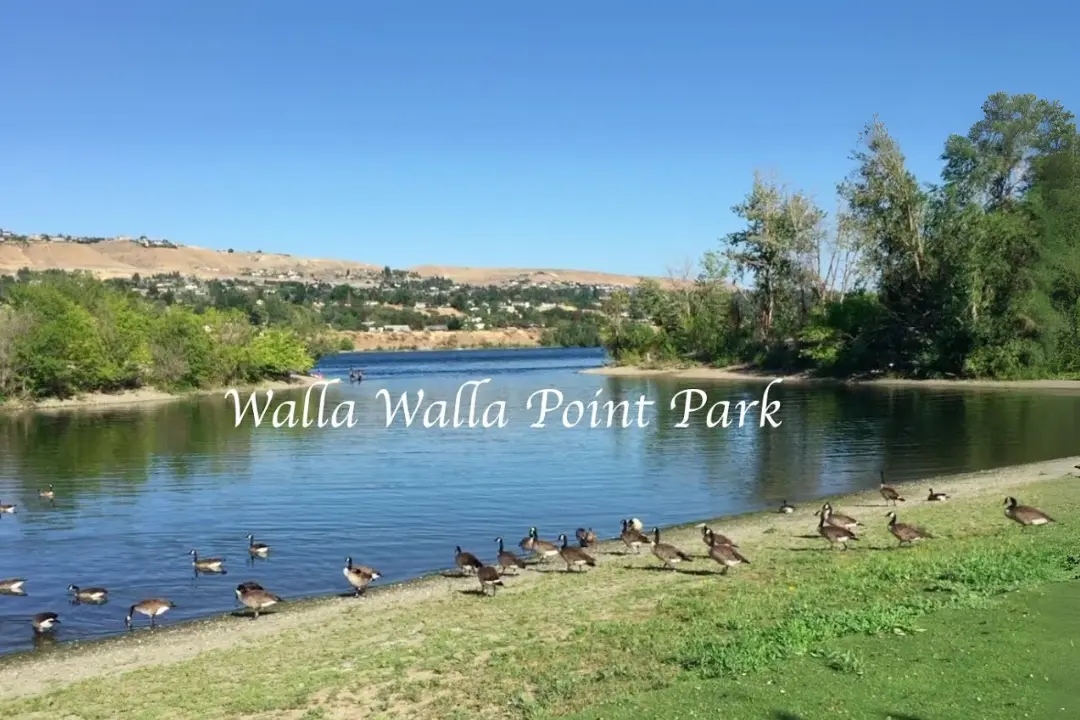 Nature And Birdwatching Walla Walla Point Park