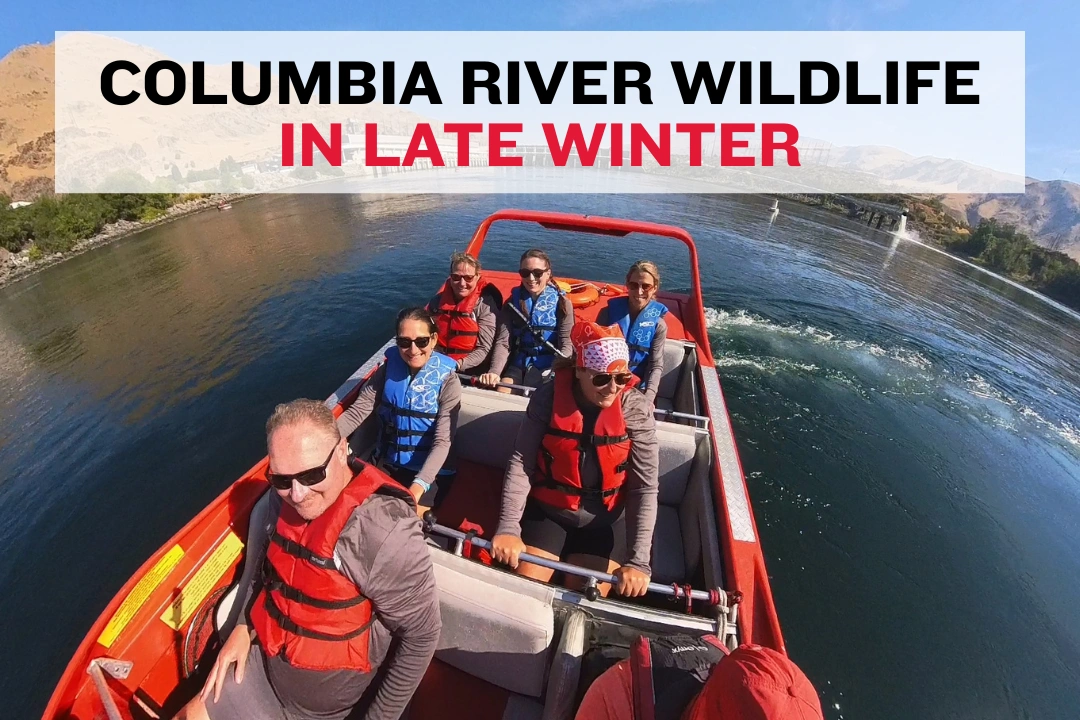 Bald eagle flying above the Columbia River with snow‑dusted hills in late winter