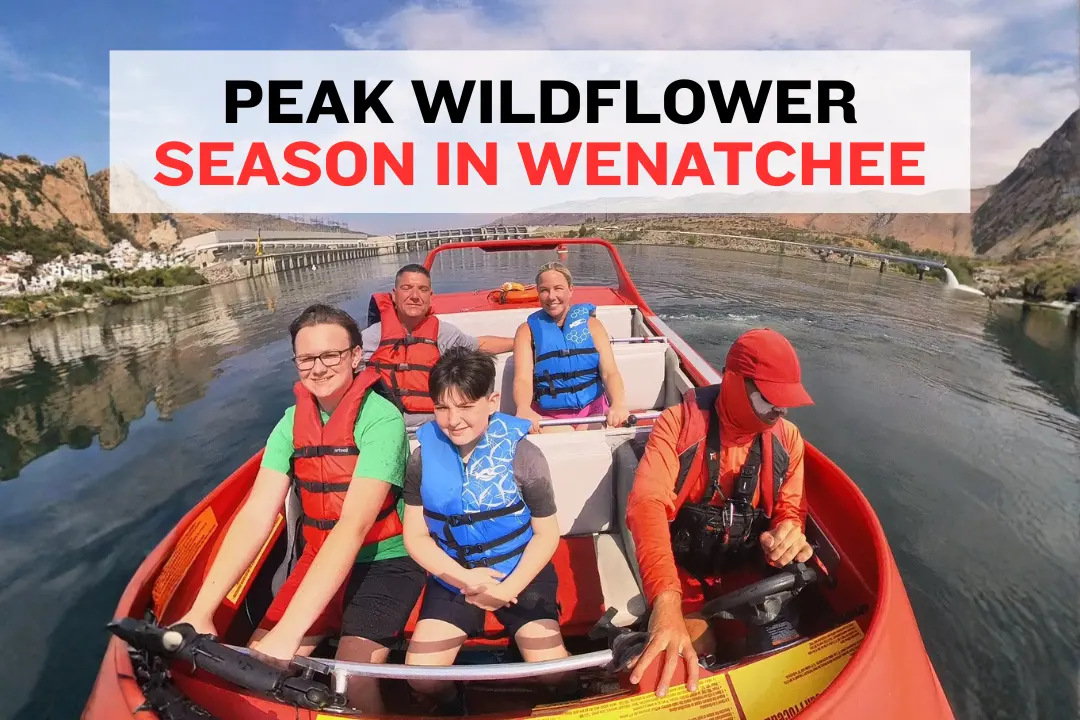 Early spring wildflowers blooming across Wenatchee foothills under clear skies