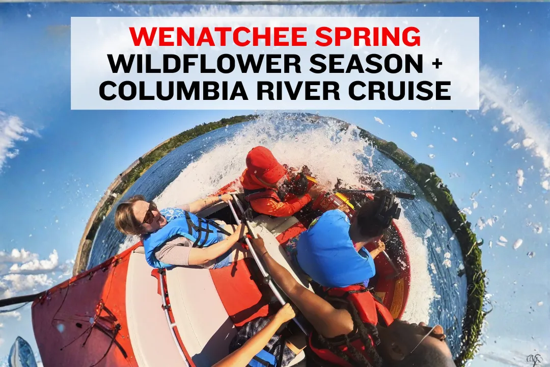 Golden balsamroot flowers on a Wenatchee hillside with the Columbia River and snowy Cascade Mountains behind