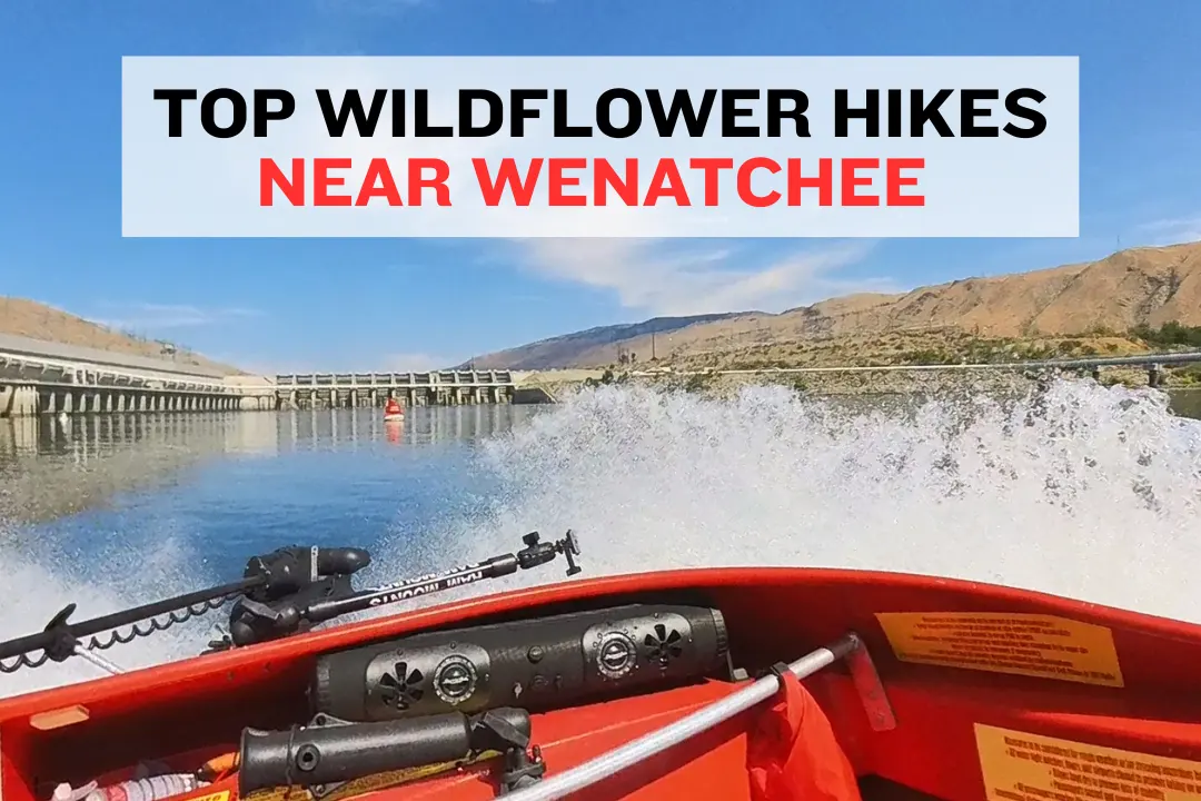 Hikers walking through lupine and balsamroot fields overlooking Wenatchee Valley